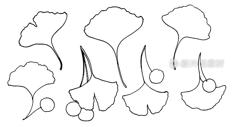 set of Leaves with Ginkgo biloba berries向量手绘插图黑色简单的轮廓孤立元素的设计模板在白色的背景